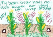 "My bean sister needs no sticks because her vines can wrap around my strong corn stalks."