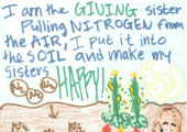 "I am the giving sister pulling nitrogen from the air, I put it into the soil and make my sisters happy."